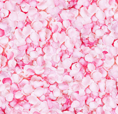 Northcott Fabrics, Budding Romance Collection - Pink* (Sold By 1/2 Meter)