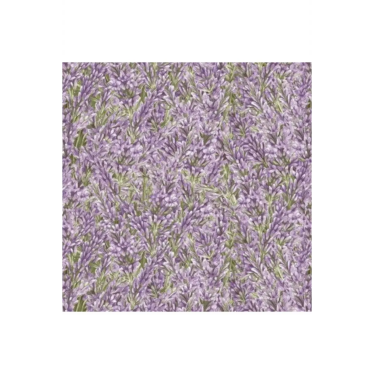 Lavender Garden Lavender - 9873-56